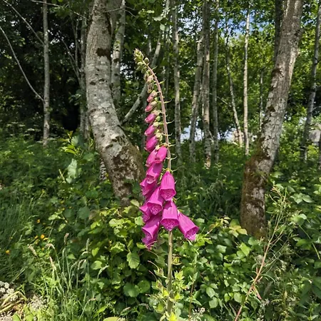 شقة Tranquil Off-grid *